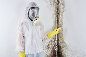 Best Attic Mold Removal  in Labelle, FL